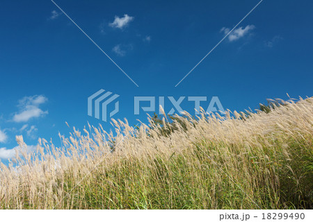 枯れすすき 18299490