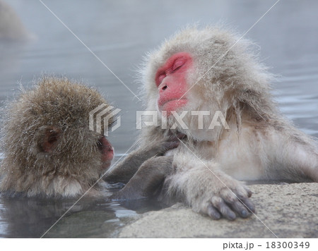 親子猿 親子猿 18300349