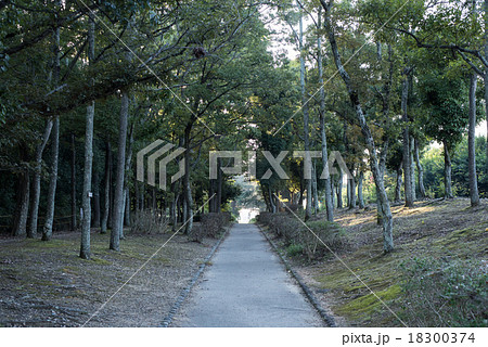 傾斜のある散歩道　木々と 18300374