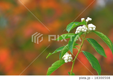 シロシキブの白い実 18300508