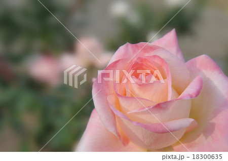 ピンクの薔薇 ピンクの薔薇 18300635
