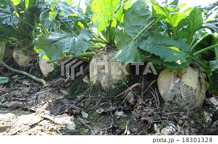 甜菜 甜菜 18301328