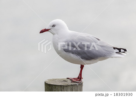 Black-billed Gull Black-billed Gull 18301930