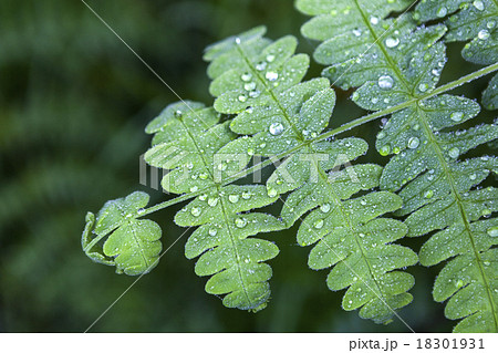 green leaf with water drops 18301931
