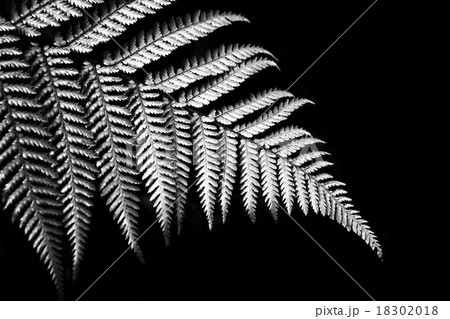 Silver fern 18302018