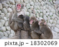 猿 18302069