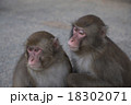 猿 18302071