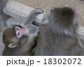猿 18302072