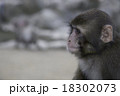 猿 18302073