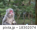猿 18302074