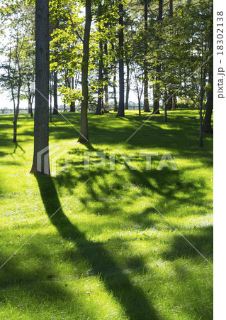 新緑と木漏れ日 18302138