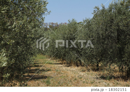 オリーブ畑 18302151