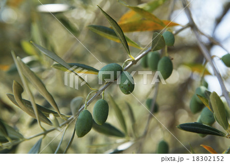 オリーブの実 18302152