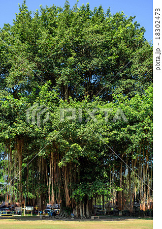 ガジュマルの気根　インドネシア 18302473