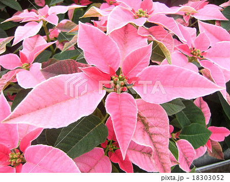 プリンセチア プリンセチア 18303052