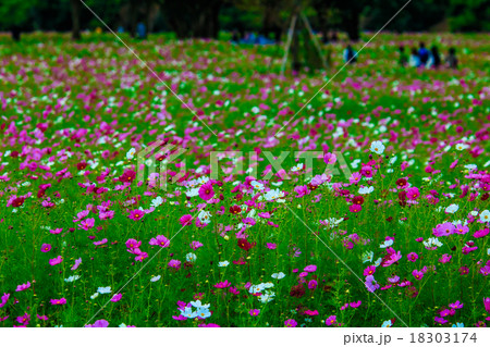 しまばら火張山公園 しまばら芝桜公園 のコスモスの写真素材