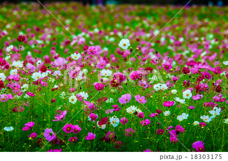 しまばら火張山公園 しまばら芝桜公園 のコスモスの写真素材