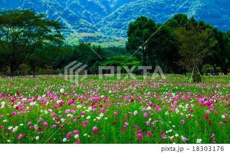 しまばら火張山公園(しまばら芝桜公園)のコスモス しまばら火張山公園(しまばら芝桜公園)のコスモス 18303176