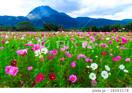 しまばら火張山公園 しまばら芝桜公園 のコスモスの写真素材