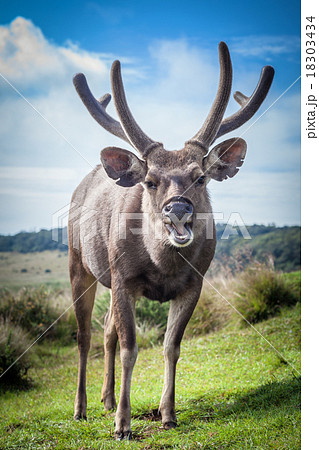 Sri Lankan sambar deer male 18303434