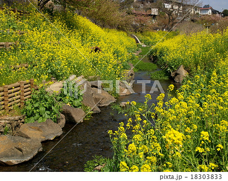 菜の花咲くせせらぎ 菜の花咲くせせらぎ 18303833
