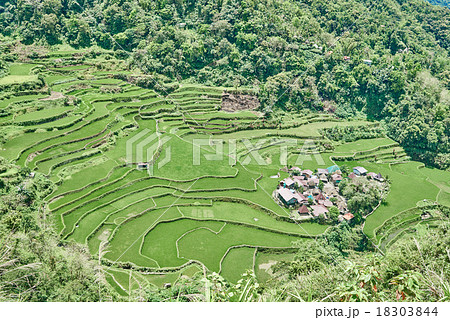 rice paddy terrace fields  Philippines 18303844