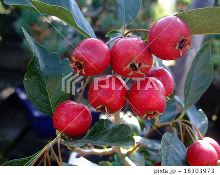 サンザシ 赤い実 サンザシ 赤い実 18303973