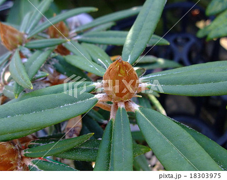 シャクナゲ　蕾　 18303975