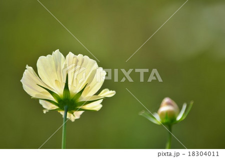 透過光の秋桜と蕾 18304011
