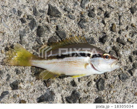 釣りたてのヨコスジフエダイ 釣りたてのヨコスジフエダイ 18305034
