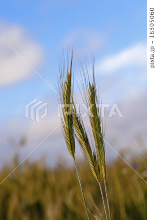 wheat ears   18305060