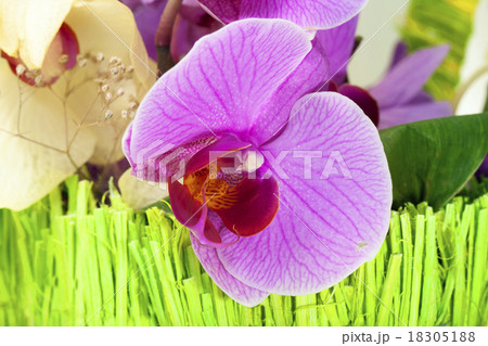 pink orchid pink orchid 18305188