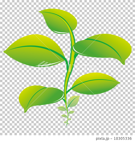 伸展植物 18305336