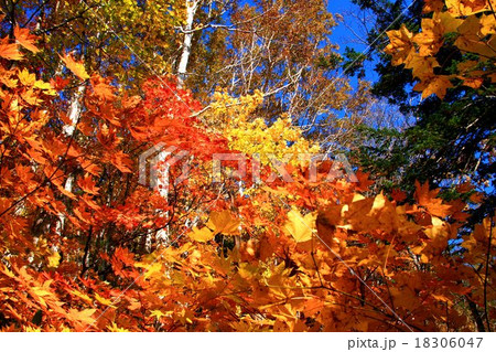朝里天狗岳の輝く紅葉の写真素材