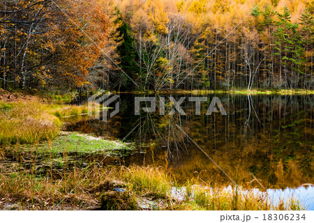 御射鹿池の紅葉 御射鹿池の紅葉 18306234