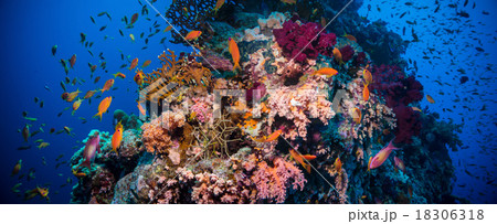 Colorful underwater reef with coral and sponges Colorful underwater reef with coral and sponges 18306318