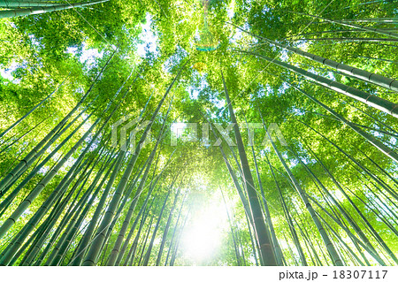 静寂の竹林 18307117