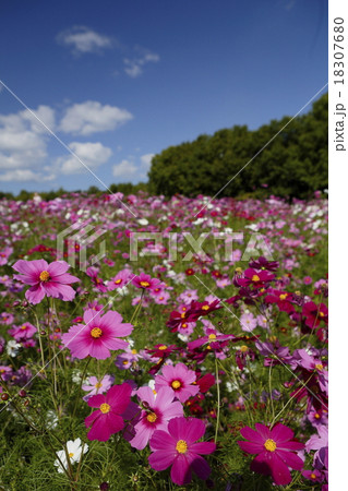 コスモスと青空 18307680