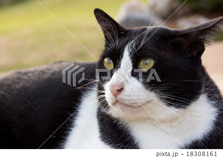 cat looking something cat looking something 18308161