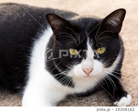 cat looking something cat looking something 18308162