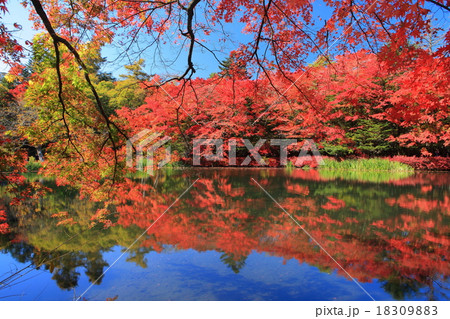 雲場池　紅葉 18309883