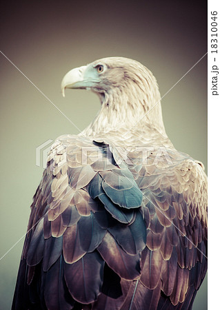 golden eagle close up golden eagle close up 18310046