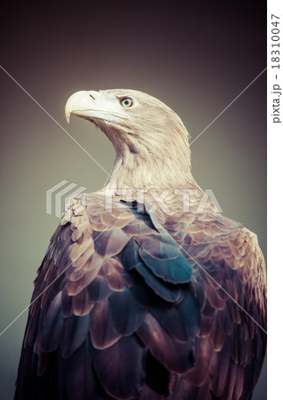 Eagle close up Eagle close up 18310047