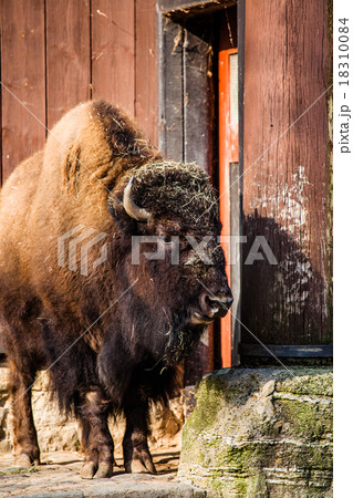Herd of American Bison (Bison Bison) or Buffalo 18310084
