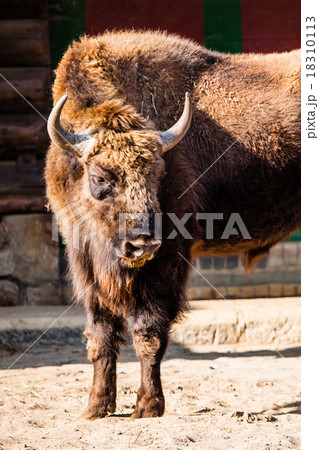 Herd of American Bison (Bison Bison) or Buffalo 18310113