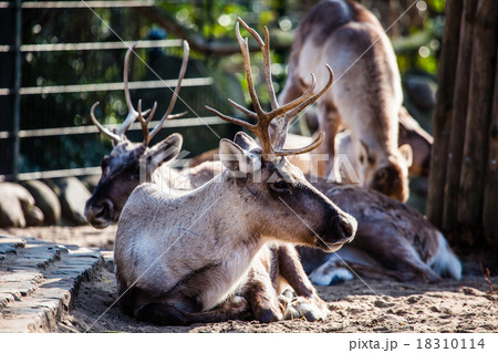 Beautiful Red Deer in National Park. 18310114