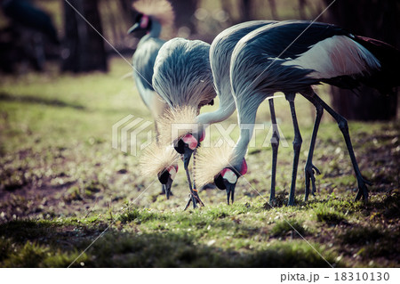 Grey Crowned Crane (Balearica regulorum) 18310130