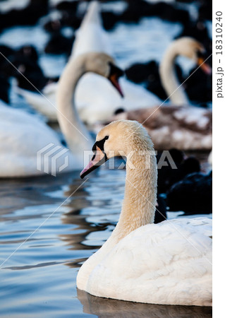 White swans on a lake, around many coots. 18310240