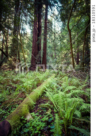 redwood national park in california, usa redwood national park in california, usa 18310591