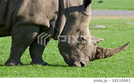 The portrait of the strong white rhinoceros 18310661